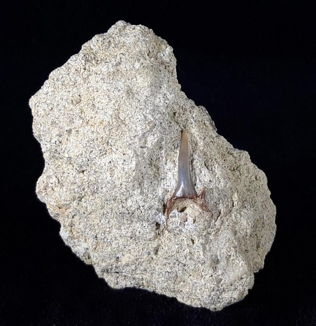 cf. Araloselachus cuspidatus (AGASSIZ 1843) - Bild © FossNet FossilienStore